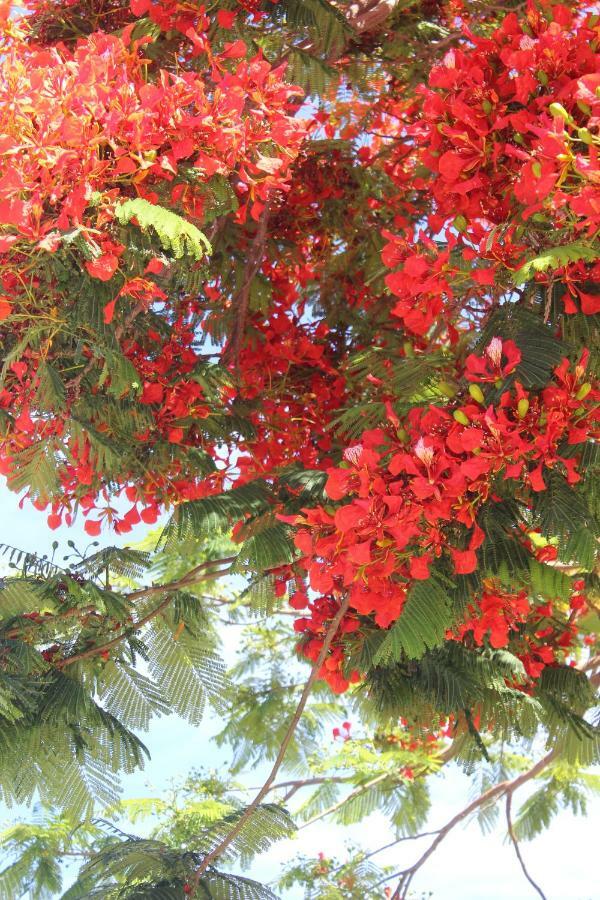 Jardines Canarios Los Cristianos  Exteriér fotografie